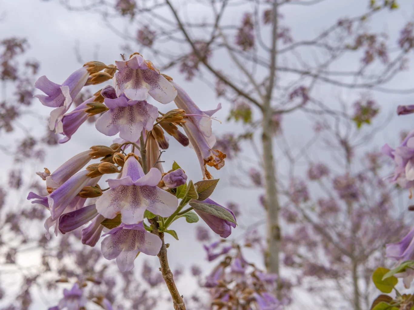 fioletowe kwiaty paulowni o dzwonkowatych płatkach skupione na gałęzi na tle rozmytych gałęzi i kwiatów tego samego drzewa