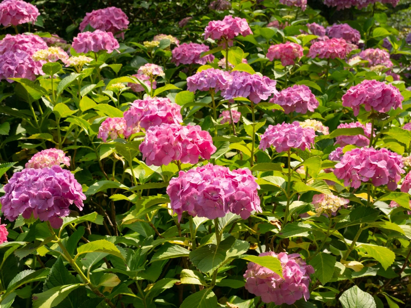 Dlaczego odczyn pH podłoża jest ważny dla hortensji? Kwitnąca hortensja w ogrodzie.