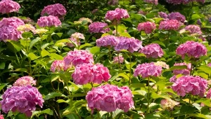 Zmieszaj i podsyp krzew. Hortensja odwdzięczy się burzą kwiatów