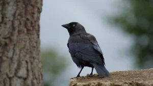 Kawka należy do rodziny krukowatych, słynącej z inteligencji swych członków