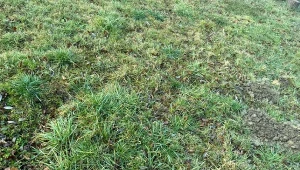 Kilka kroków i trawnik będzie jak nowy. Murawy pozazdroszczą na stadionie