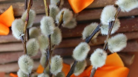 Bazie w wazonie mogą stać miesiącami