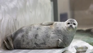 Nerpa obrączkowana żyje w Bałtyku, ale także u wybrzeży Alaski