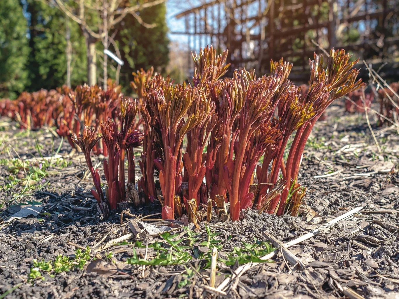Co zrobić na wiosnę, by pobudzić piwonie do kwitnienia? Młode czerwone pędy piwonii wyrastające z ziemi wiosną, wokół mulcz, liście oraz rozmyte drzewa w tle