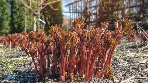 Co zrobić na wiosnę, by pobudzić piwonie do kwitnienia?