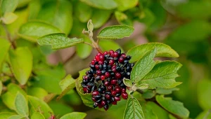 Szakłak pospolity (Rhamnus cathartica)