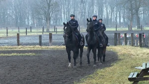 Konie i psy na służbie. Tak pomagają funkcjonariuszom