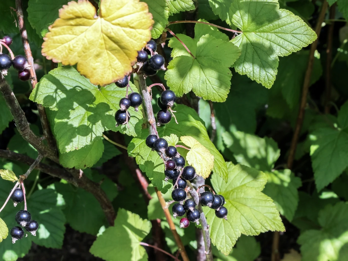 Czarne porzeczki dojrzewające na krzewie, otoczone gęstymi, zielonymi liśćmi, częściowo o żółtawym zabarwieniu.
