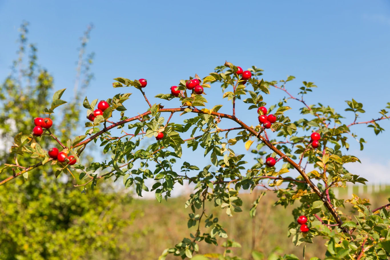 Preparaty z róży dzikiej stosuje się w formie naparów, odwarów, syropów lub soków Owoce dzikiej róży - właściwości prozdrowotne