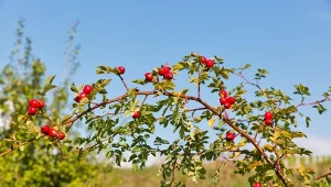 Niepozorna roślina o niezwykłej mocy. Sprawdź, co potrafi