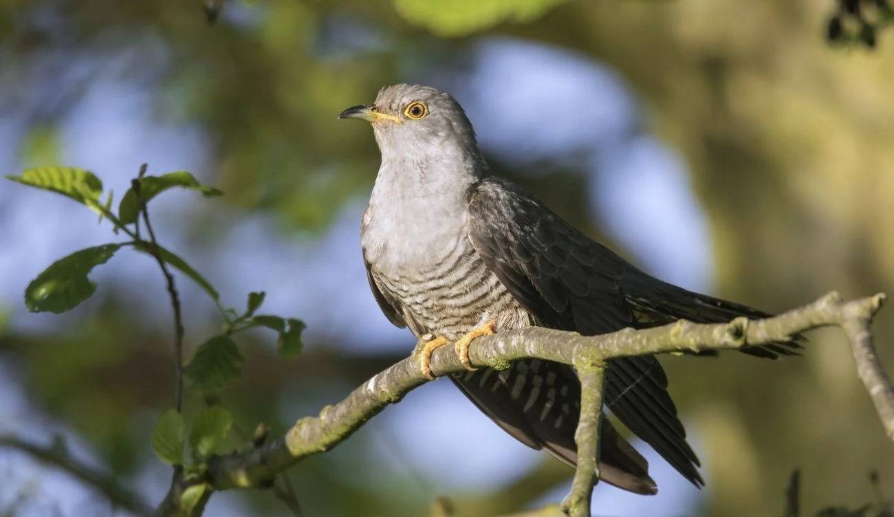 Kukułka zwyczajna jest jedynym pasożytem lęgowym w Europie Środkowej Kukułka pospolita na gałęzi drzewa, widoczne szaro-brązowe upierzenie i żółte oko oraz dziób.