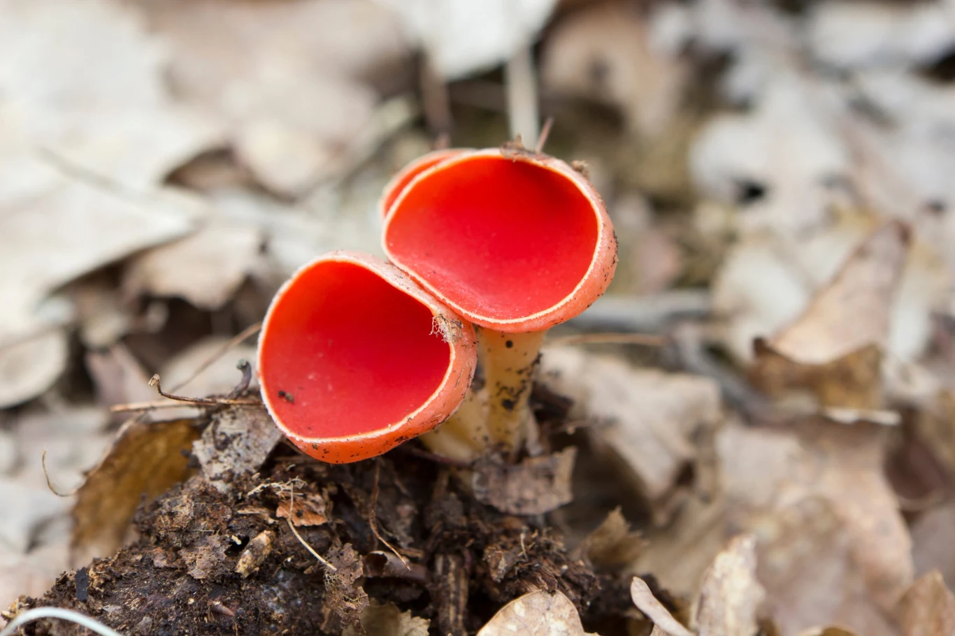 Dwa intensywnie czerwone grzyby o kielichowatych kapeluszach wyrastające z wilgotnej ziemi, otoczone suchymi, brązowymi liśćmi.