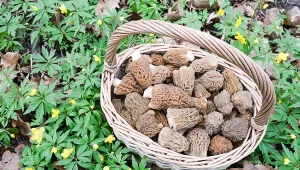 Wiosenne gatunki grzybów. Niebawem będzie ich cała masa 