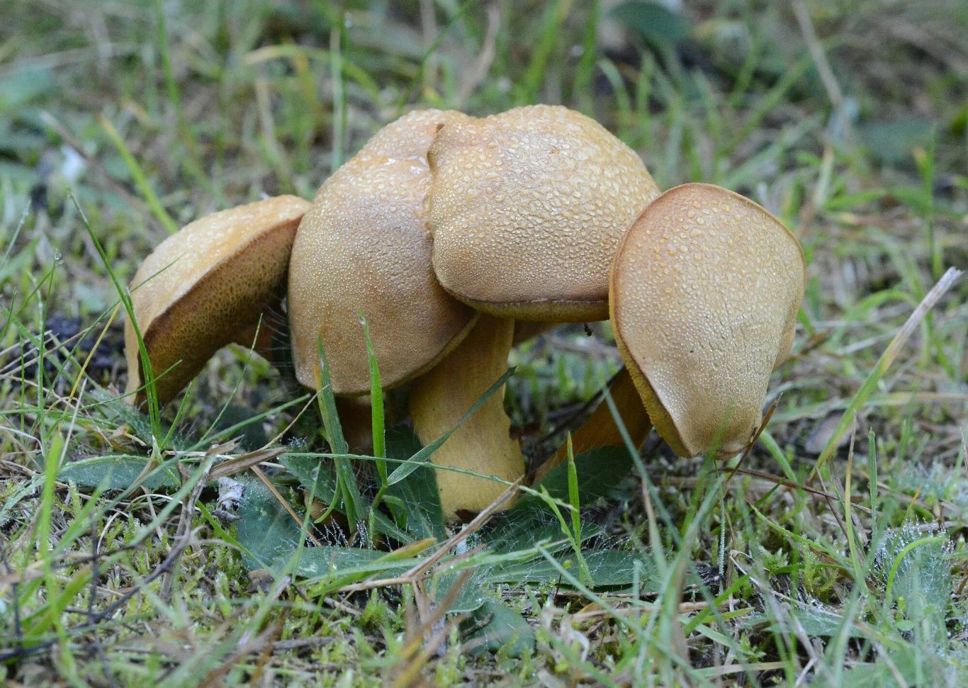 Kilka brązowych grzybów o mięsistych kapeluszach rośnie blisko siebie na zielonej, wilgotnej trawie i mchu.