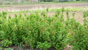 Kisiel ze skrobią na porzeczki. Owoce urosną duże i słodkie