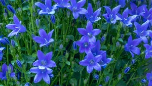 Końcem marca można siać do gruntu. Na długo pokryje ogród lazurowym dywanem