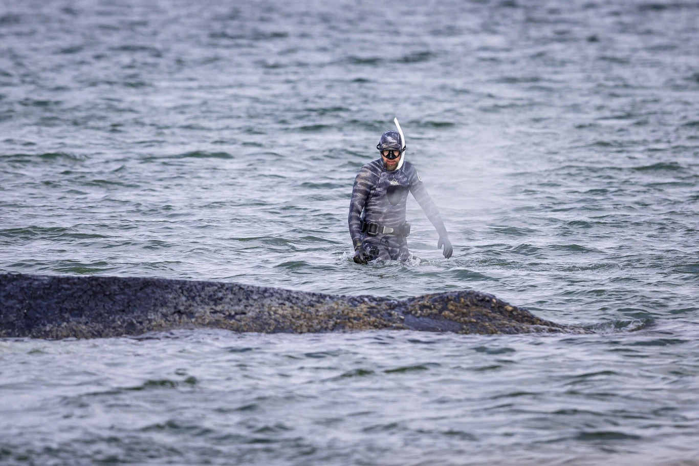 Płetwonurek w piance i masce zanurzony w wodzie tuż obok grzbietu wieloryba, z którego wydobywa się fontanna wody w wyniku wydychania powietrza przez otwór oddechowy.