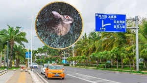 Zając hajnański leżał rozjechany na drodze. To gatunek zaginiony od 40 lat