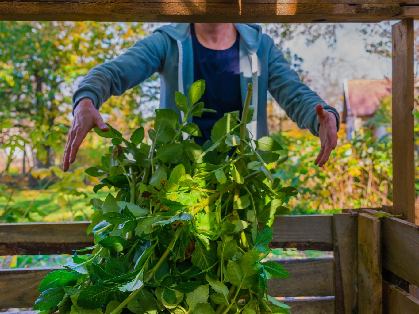 W kompoście należy zachować odpowiednie proporcje między azotowymi materiałami zielonymi a brązowymi, bogatymi w węgiel. osoba kompostująca zielone rośliny, wrzucając je do drewnianej skrzyni kompostowej w ogrodzie podczas słonecznego dnia