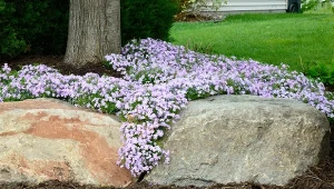 Poznaj rośliny okrywowe, którym trudne warunki nie są straszne