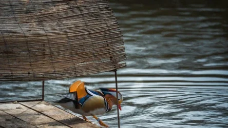 Tratwy dla ptaków zostały ustawione w kilku miejscach w Warszawie