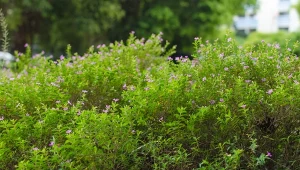 Niepozorne zioło robi różnicę w kuchni. Ma też zaskakujące właściwości