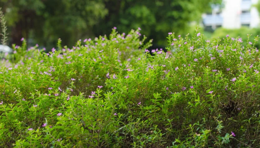 W ziołolecznictwie cząber wykorzystywany przy w dolegliwościach przewodu pokarmowego