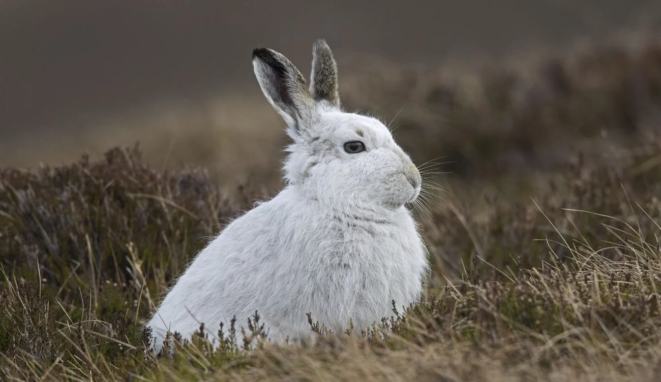 Zając bielak zamieszkuje północno-wschodnie regiony Polski Zając bielak w zimowym ubarwieniu, zbliżenie na białe futro, oko i uniesione uszy na jasnym tle.