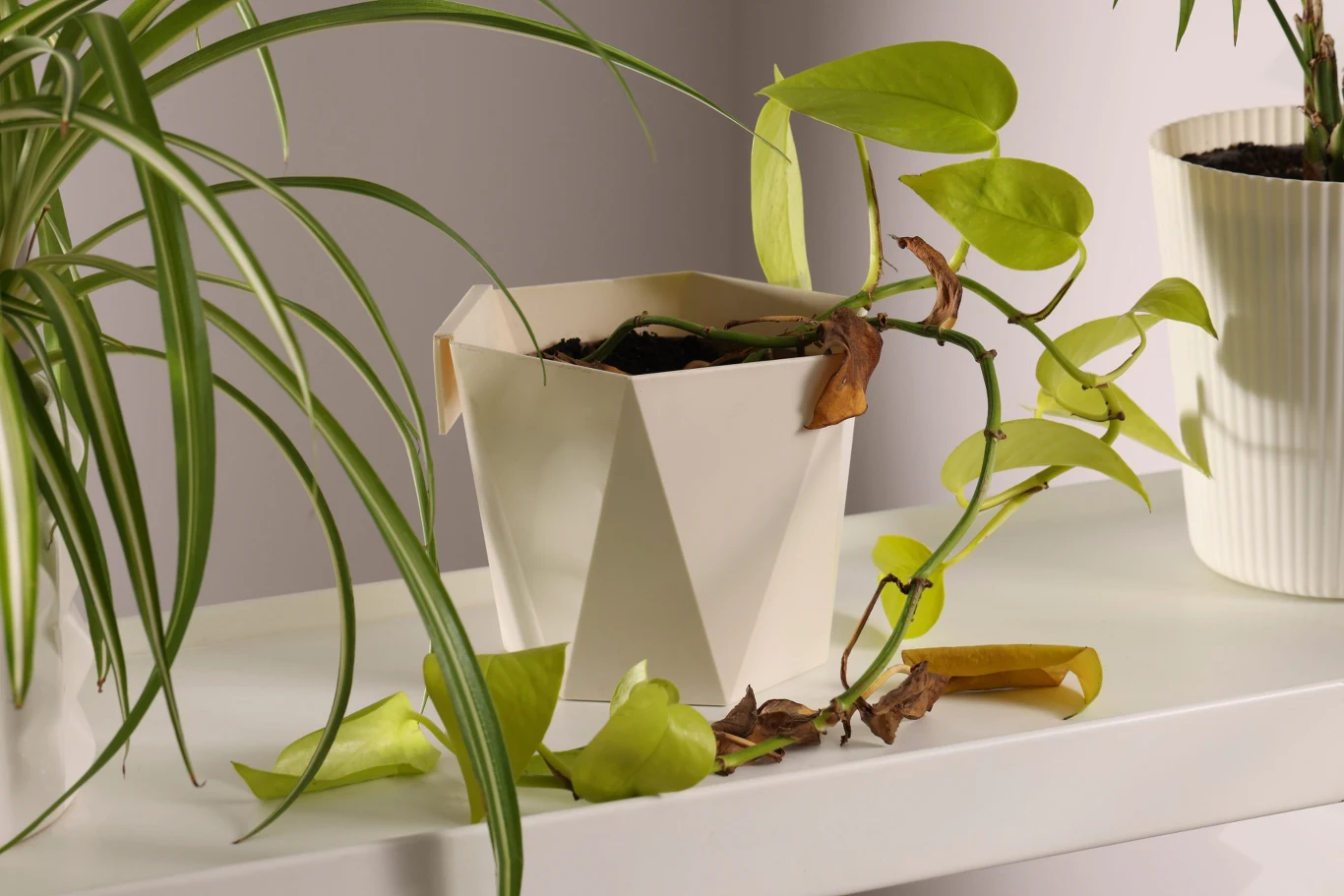 Rośliny doniczkowe marnieją? Możliwe, że zaatakowały je ziemiórki. Ziemiórki osłabiają rośliny doniczkowe. Zaczynają więdnąć i stają się podatne na choroby.