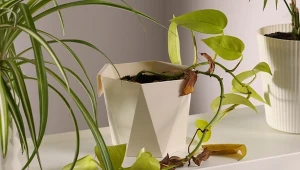 Muszki wciąż latają wokół doniczek? Ten domowy oprysk rozwiąże problem