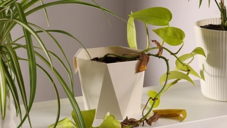 Rośliny doniczkowe marnieją? Możliwe, że zaatakowały je ziemiórki. 