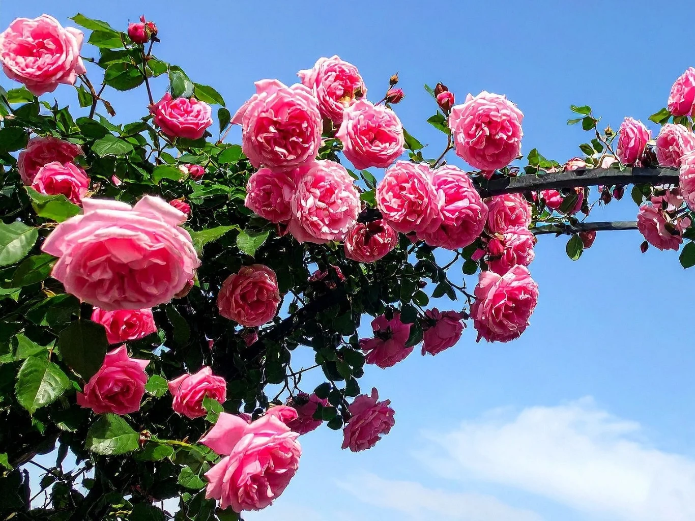 Obfite kiście różowych róż pnących na zielonych gałęziach na tle jasnoniebieskiego nieba.