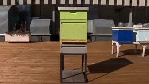 Pszczoły w Polsce zaczynają się budzić. Trwa kluczowy okres