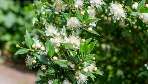 Kwitnie przez całe lato i otula zapachem. Konkurent oleandra