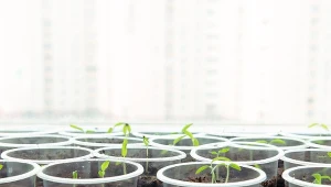 Trik na silne sadzonki pomidora. Wzmacnia słabiutkie siewki