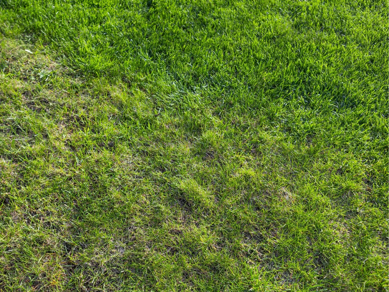 Jak obudzić trawnik po długiej zimie? Osłabiony trawnik po zimie.