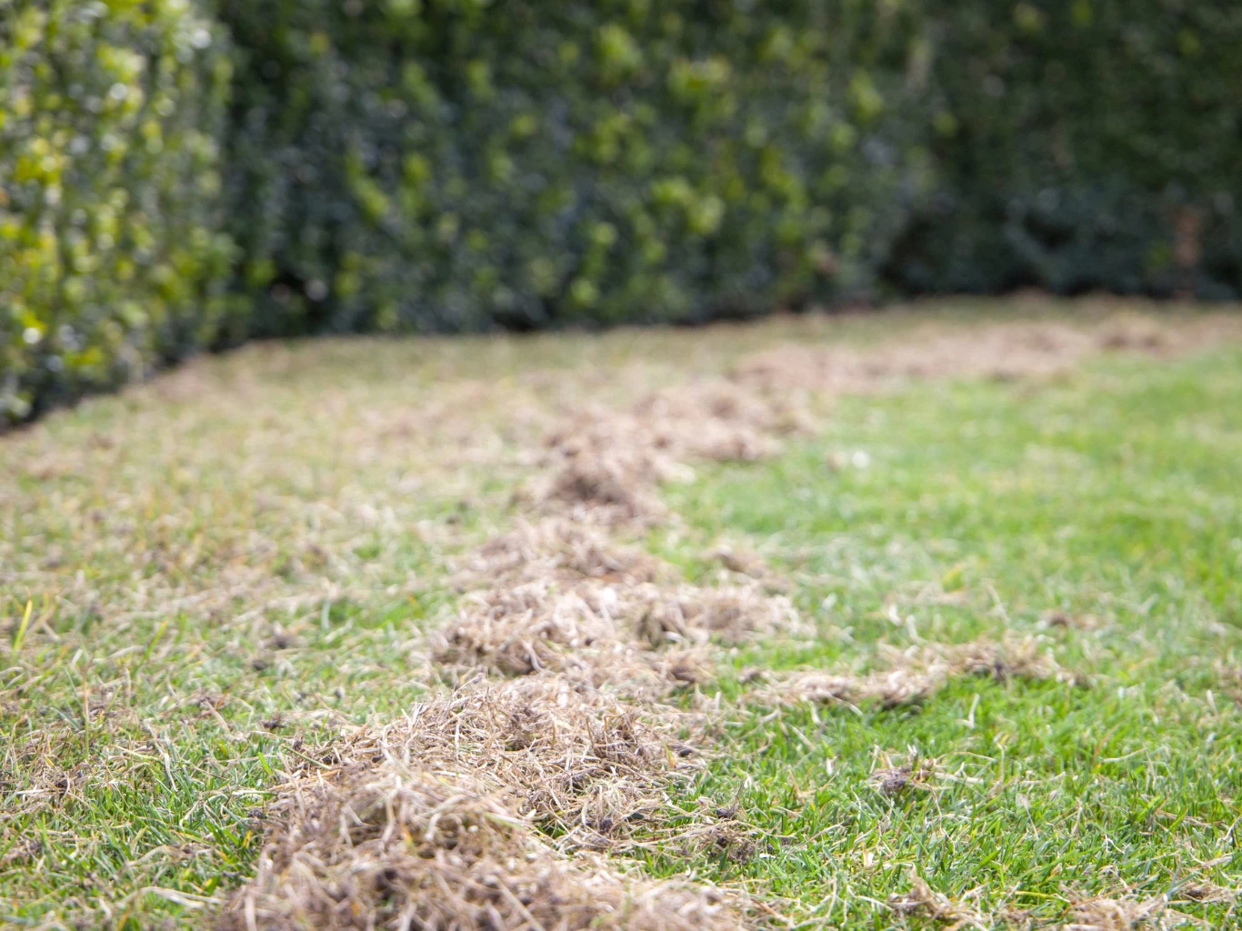 Jeżeli warstwa filcu przekracza 1–1,5 cm grubości, potrzebna będzie wertykulacja. Pas zielonego trawnika z widoczną warstwą zgrabionego filcu, w tle gęsty żywopłot z zielonych krzewów
