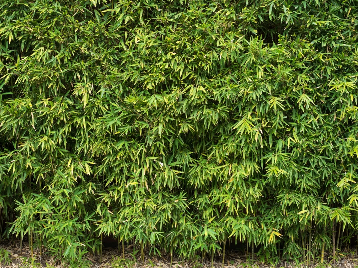 Chcąc uprawiać bambus w niewielkim ogrodzie, dobrze postawić na gatunki kępowe. Gęsty zagajnik bambusa kępowego z zielonymi liśćmi i gładkimi łodygami wyrastającymi z ziemi w ogrodzie.