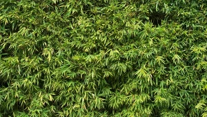 Chcąc uprawiać bambus w niewielkim ogrodzie, dobrze postawić na gatunki kępowe.