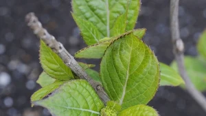 Zmieszaj i podsyp krzew. Hortensja odwdzięczy się burzą kwiatów