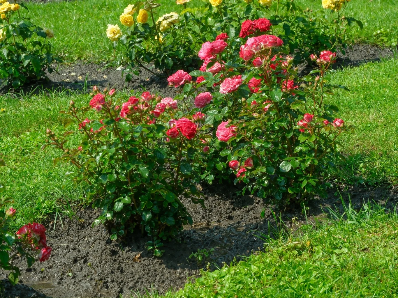 Dobre przygotowanie róż do sadzenia to gwarancja bujnego wzrostu krzewy róż o intensywnie różowych kwiatach rosnące na starannie pielęgnowanych rabatach, w tle widoczne jasnożółte róże na zielonym trawniku