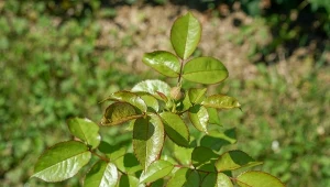 Róże z gołym korzeniem wymagają specjalnego traktowania, ale odwdzięczą się cudnymi kwiatami