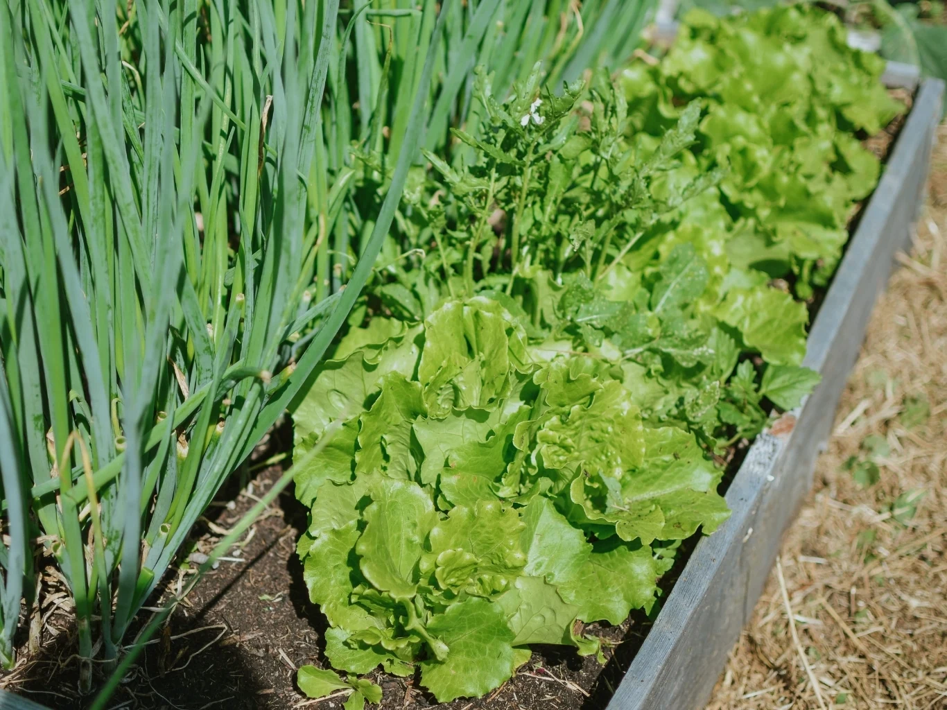 Sałato jako roślina o krótkim okresie wegetacji świetnie nadaje się na przedplon grządka warzywna z rzędami dorodnej sałaty oraz szczypiorku rosnących w ziemi, otoczona drewnianymi rantami