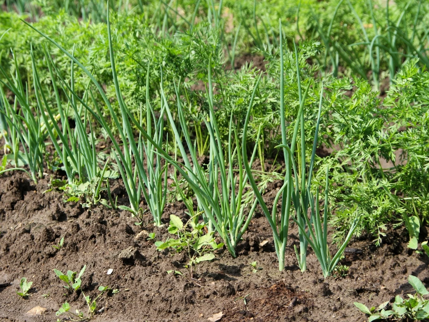Cebula i marchew tworzą dla siebie idealne sąsiedztwo Rząd młodej cebuli rosnącej na grządce, obok której pojawiają się liście marchwi.