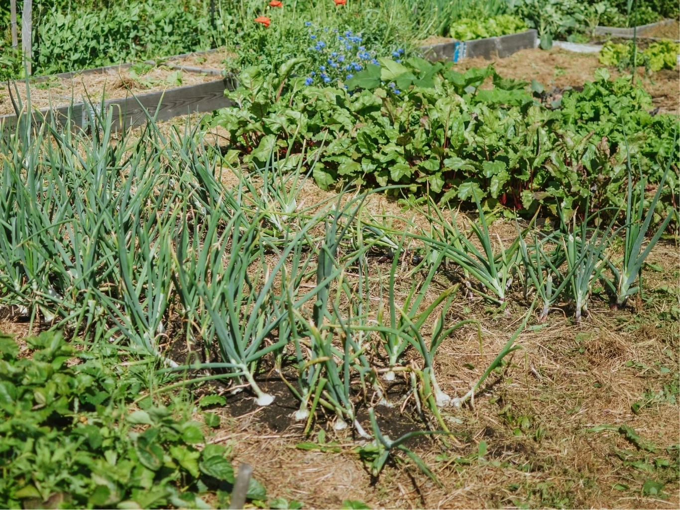 Zanim zaczniesz siać warzywa w ogrodzie, dokładnie zaplanuj płodozmian Grządki warzywne z rzędami cebuli, buraków i innych roślin, otoczone zielenią i suchą trawą w ogrodzie.