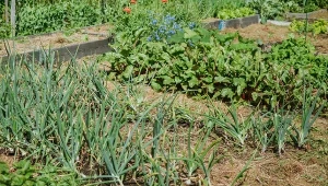 Zanim zaczniesz siać warzywa w ogrodzie, dokładnie zaplanuj płodozmian