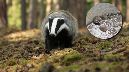 W Poznaniu straż miejska uratowała dwa borsuki, które utknęły w basenie