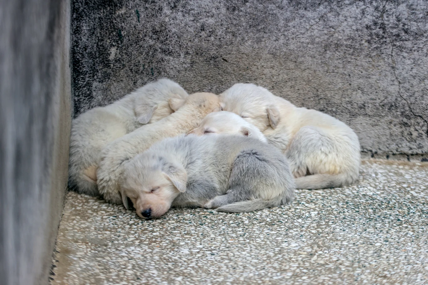 Grupa jasnych szczeniąt śpiących razem w kącie na betonowej powierzchni, wtulonych w siebie dla ciepła.