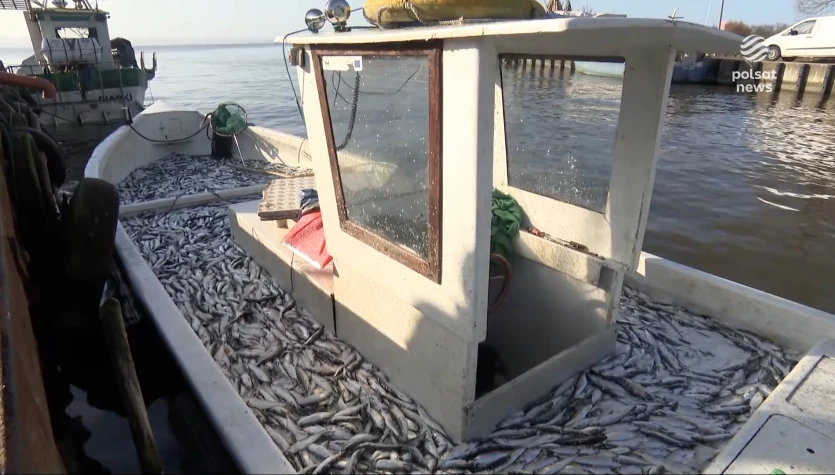"Wydarzenia": Śledzie wpłynęły do Zalewu Wiślanego. Przed rybakami żniwa 
