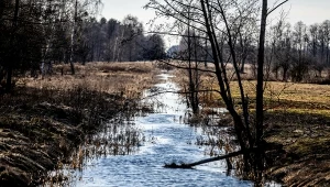 Co się takiego stało w przyrodzie i dlaczego w tym roku grozi nam susza 